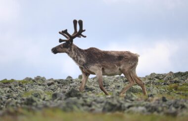 AUJOURD’HUI, 22 AVRIL 2025 — Biodiversité !