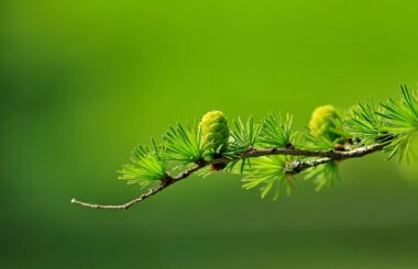 ÉLECTIONS FÉDÉRALES — Priorités environnementales des partis ?