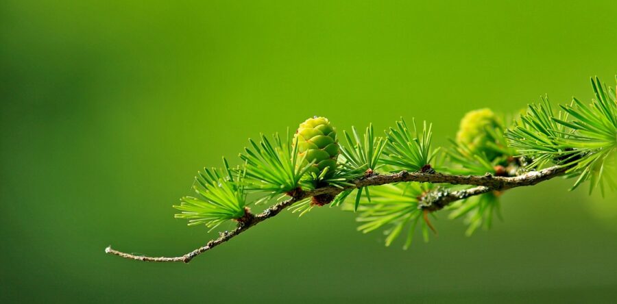 ÉLECTIONS FÉDÉRALES — Priorités environnementales des partis ?