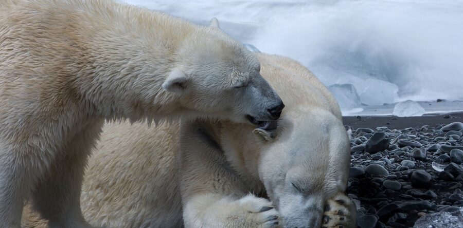 Hier, 27 février, c’était la journée internationale de l’ours polaire !
